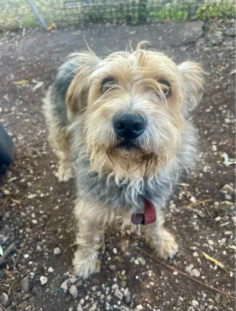 PACO, male puppy Yorkshire Terrier for adoption at SPA de Sarrebourg