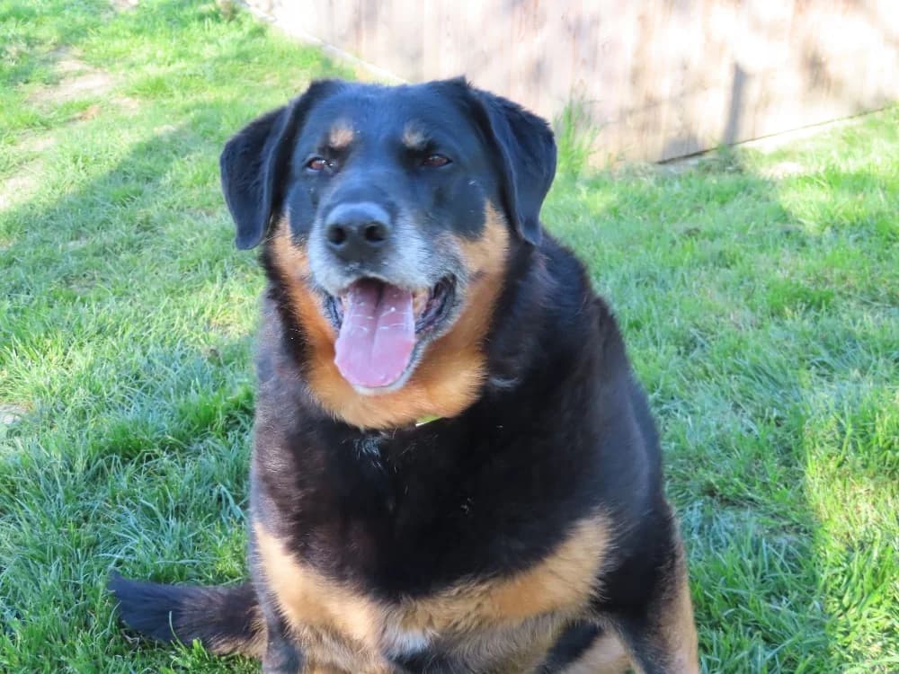 LEMON, female senior mixed breed for adoption at SPA Sarreguemines, Sarreguemines
