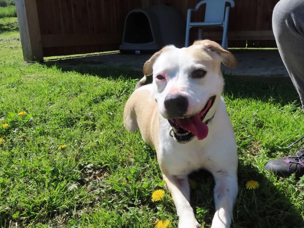 CIRILLA, female 7yo Mixed Breed for adoption at SPA Sarreguemines, Sarreguemines