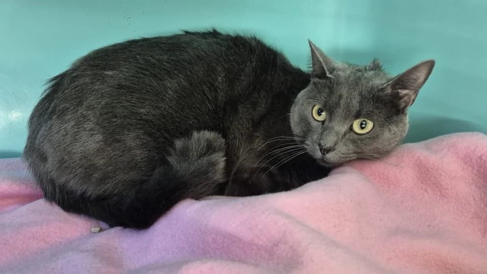 SPIKE, male mixed breed for adoption at Sarreguemines