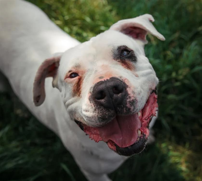 GOLIATH, male 6yo mixed breed for adoption at SPA Sarreguemines, Sarreguemines