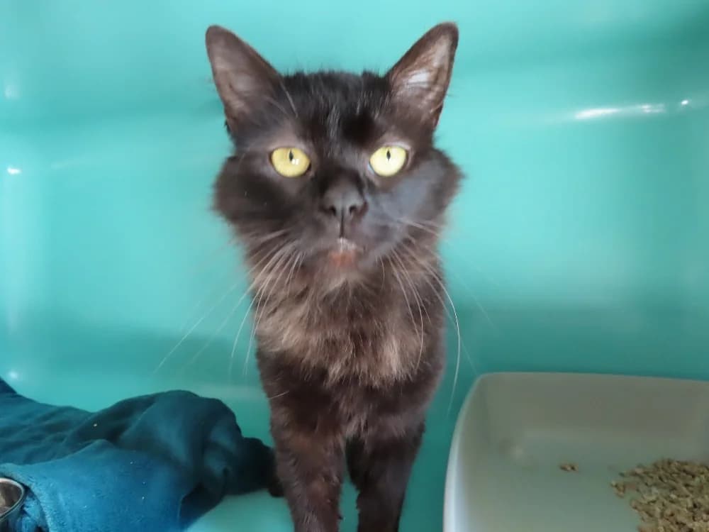 NASA, female young Mixed Breed for adoption at SPA Sarreguemines, Sarreguemines