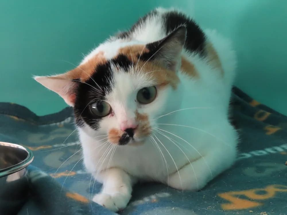 CLOVER, female young Mixed Breed for adoption at SPA Sarreguemines, Sarreguemines