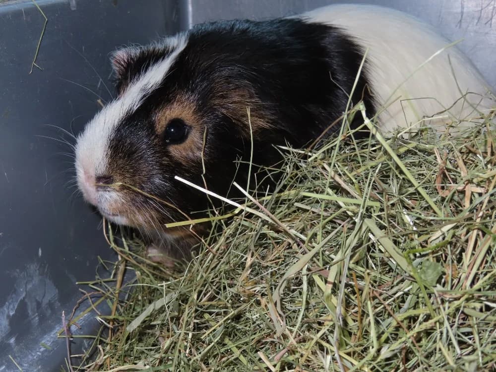 BUZZ, male young Mixed Breed for adoption at SPA Sarreguemines, Sarreguemines