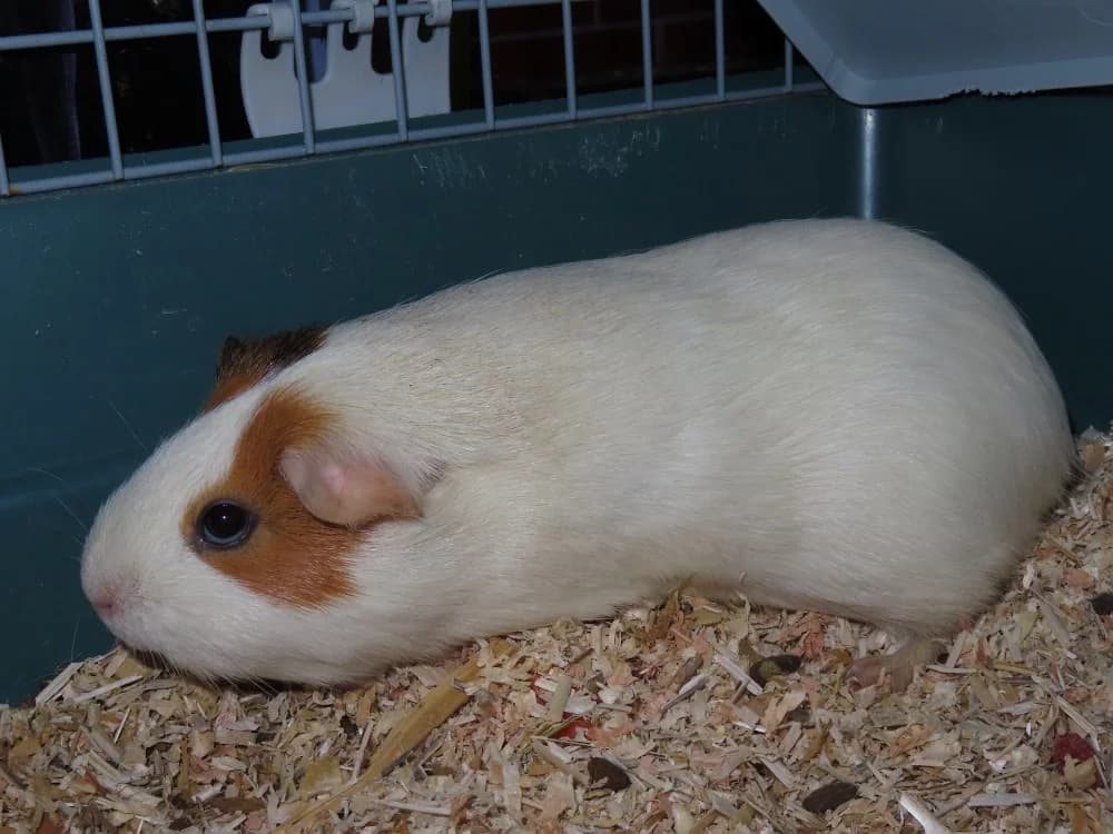 BENNY, female young Mixed Breed for adoption at SPA Sarreguemines, Sarreguemines