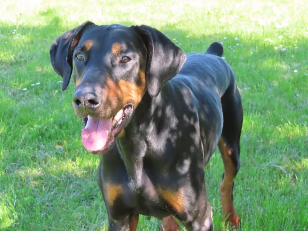 boy-k, male 5yo Doberman for adoption at SPA Sarreguemines, Sarreguemines