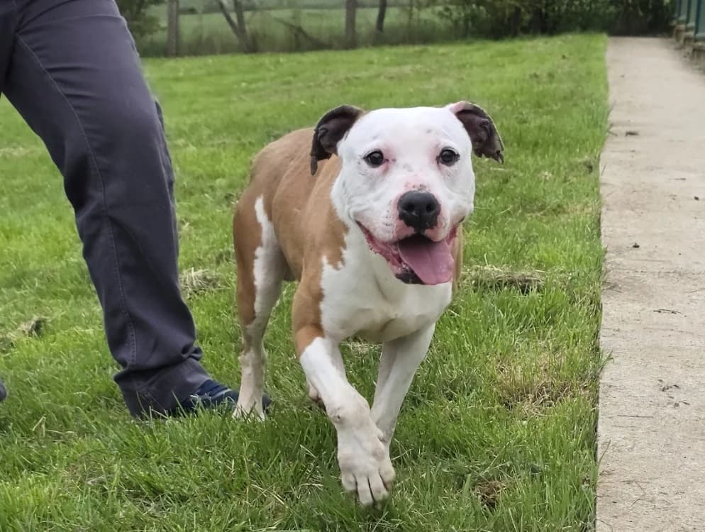 SACHOUX, male 4yo American Staffordshire Terrier for adoption at SPA Sarreguemines, Sarreguemines