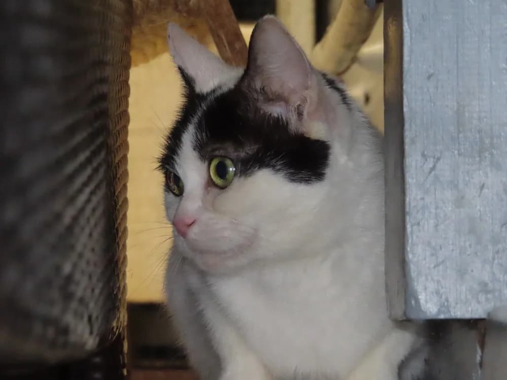 chipie, female senior mixed breed for adoption at SPA Sarreguemines, Sarreguemines