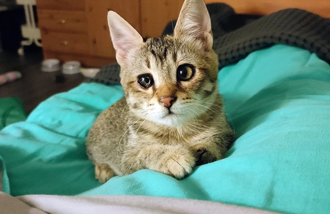 ROBINE, female Mixed Breed for adoption at SPA Sarreguemines, Sarreguemines