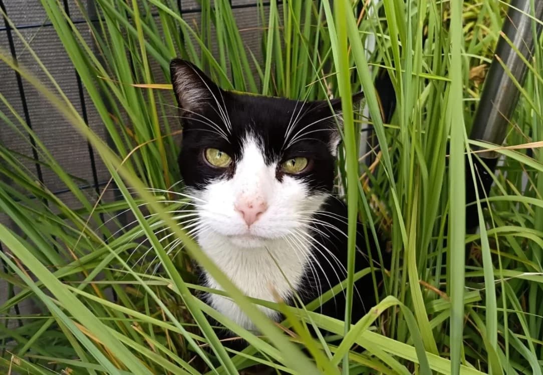 SAMMY, male 5yo Mixed Breed for adoption at SPA Sarreguemines, Sarreguemines