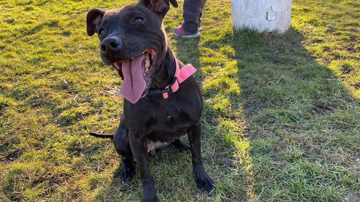 MYLANE, female senior Staffordshire Bull Terrier for adoption at SPA Sarreguemines, Sarreguemines