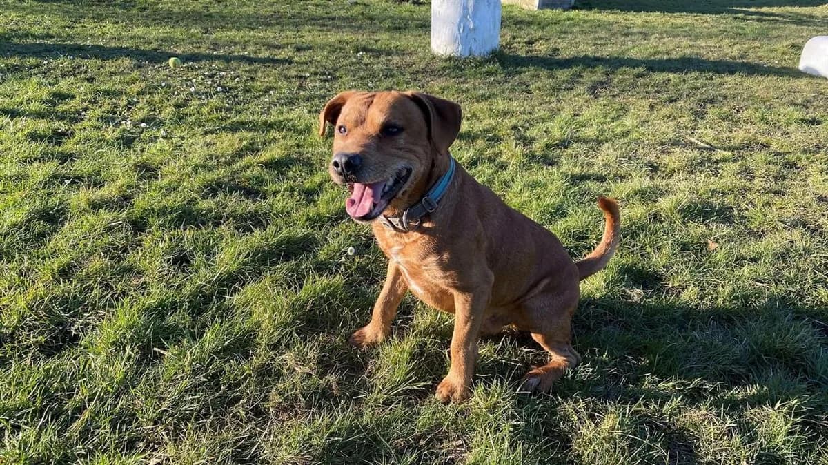 MOWGLI, male senior Mixed Breed for adoption at SPA Sarreguemines, Sarreguemines