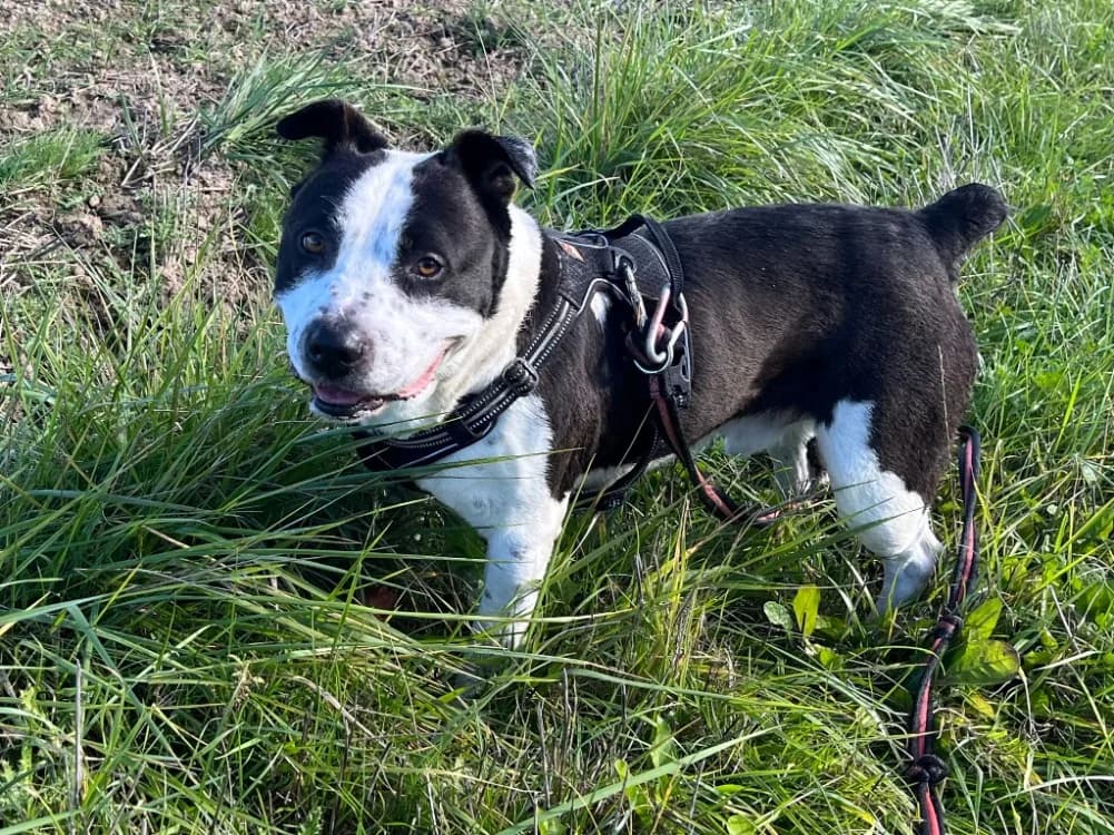 TITANE, male 4yo mixed breed for adoption at SPA Sarreguemines, Sarreguemines
