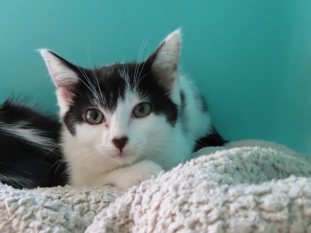 KEILA, female Mixed Breed for adoption at SPA Sarreguemines, Sarreguemines