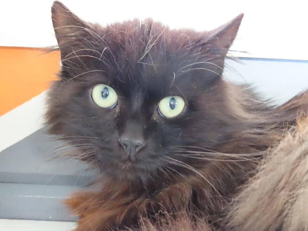 CACHEMIR, male 5yo Mixed Breed for adoption at SPA Sarreguemines, Sarreguemines