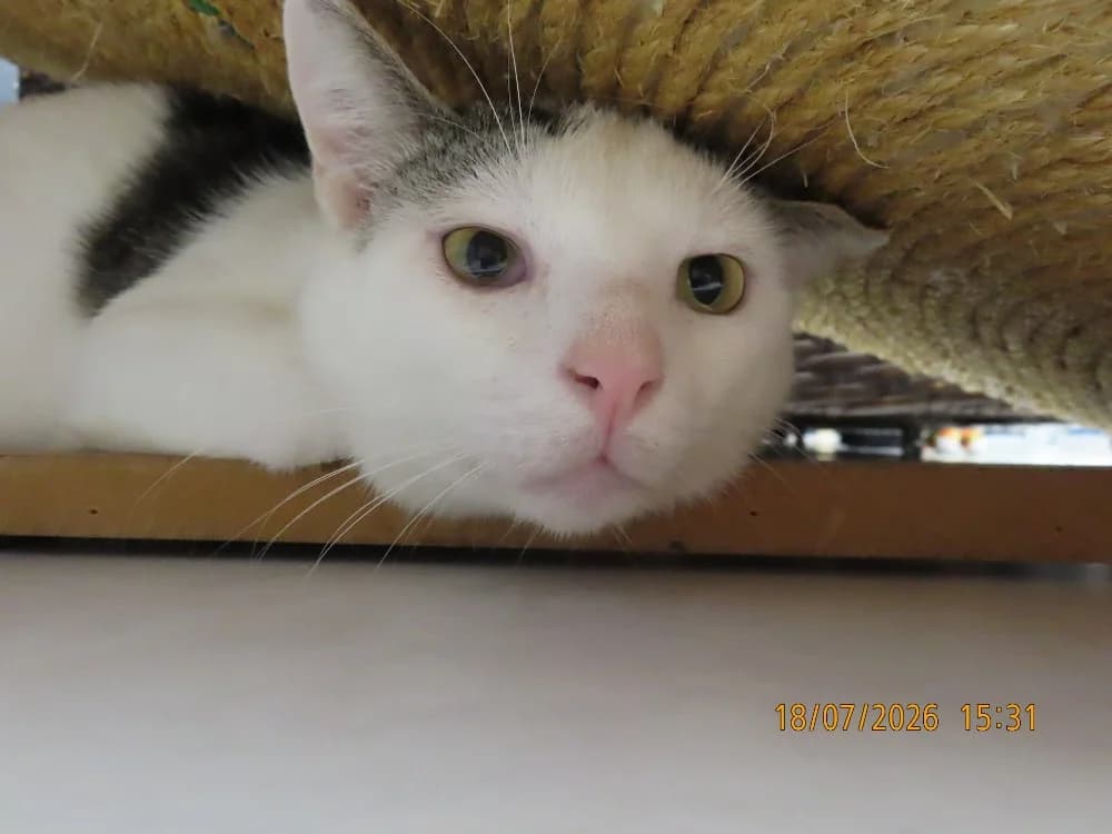 ADIBOU, male young Mixed Breed for adoption at SPA Sarreguemines, Sarreguemines