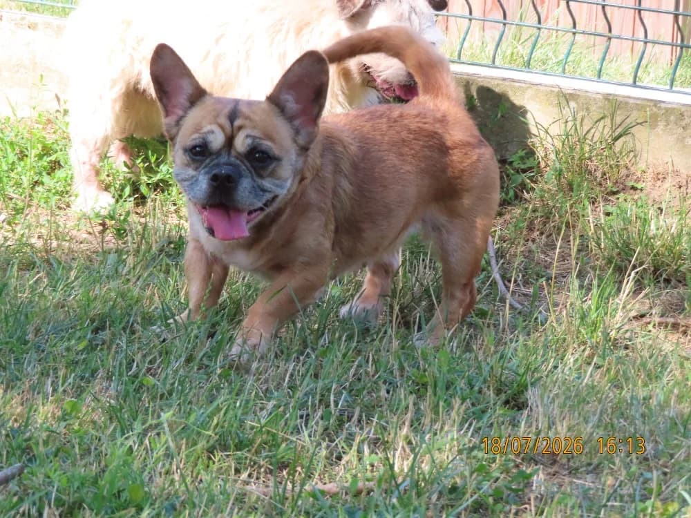 NINI, female senior French Bulldog for adoption at SPA Sarreguemines, Sarreguemines