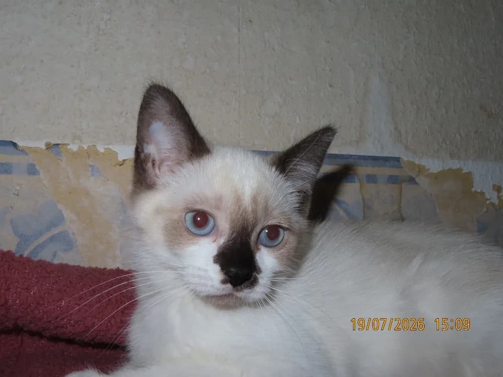 NINI chat, female puppy Mixed Breed for adoption at SPA Sarreguemines, Sarreguemines