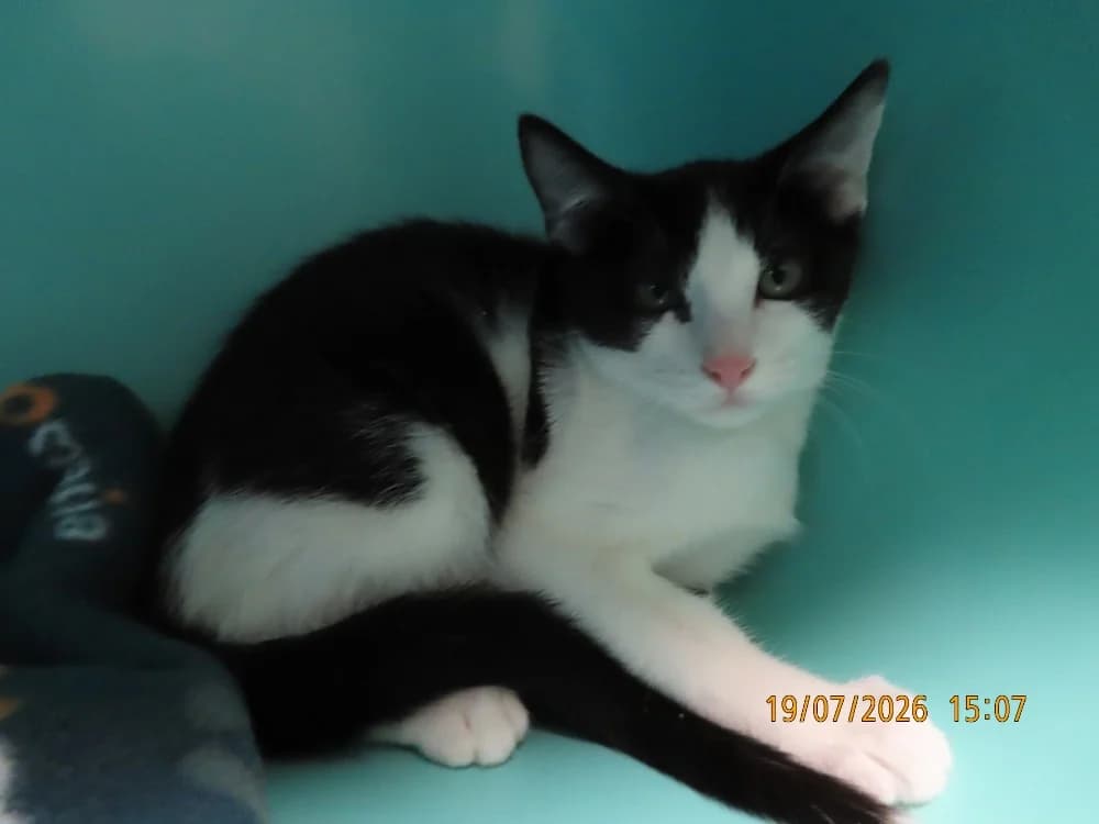 TABASCO, male Mixed Breed for adoption at SPA Sarreguemines, Sarreguemines