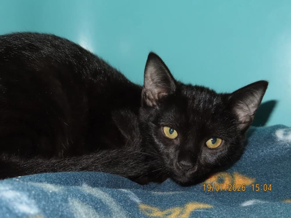HARISSA, female Mixed Breed for adoption at SPA Sarreguemines, Sarreguemines