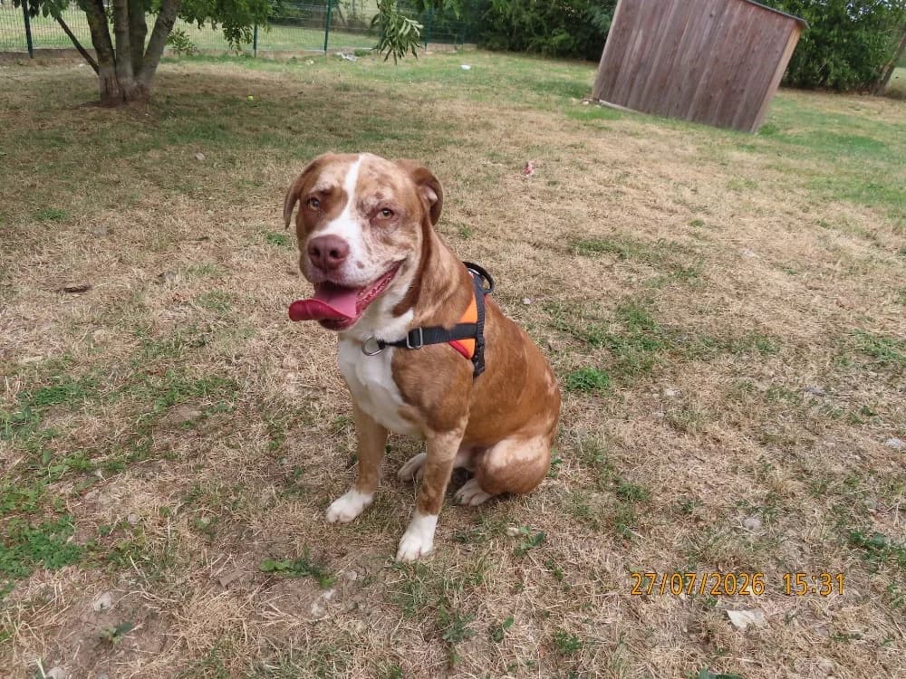 EDISON, male young Mixed Breed for adoption at SPA Sarreguemines, Sarreguemines
