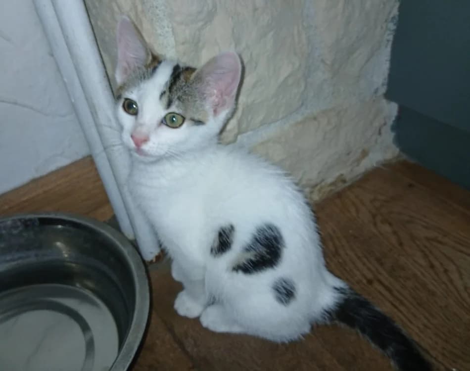 BRIANA chez Anne, Mixed Breed (SPA Sarreguemines)