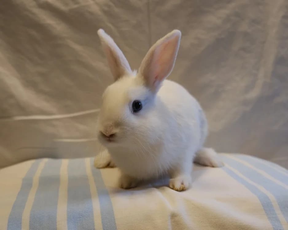 CACHOU, male mixed breed for adoption at SPA Sarreguemines, Sarreguemines