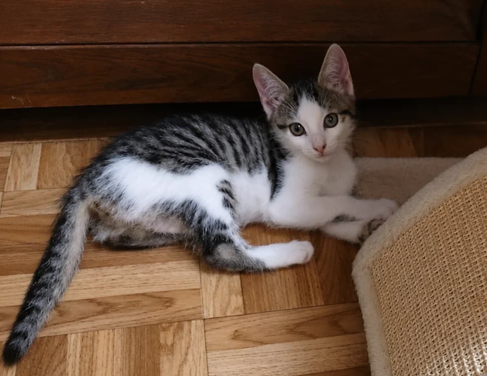 BEA chez Anne, female Mixed Breed for adoption at SPA Sarreguemines, Sarreguemines