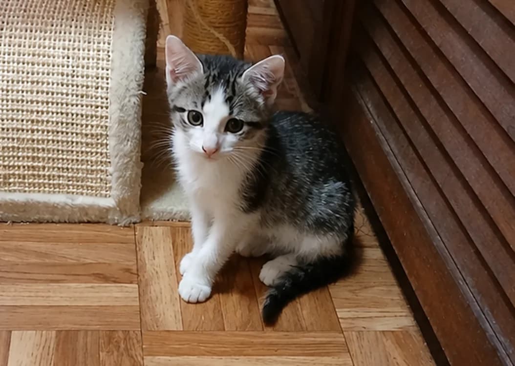 BALLY chez Anne, female puppy Mixed Breed for adoption at SPA Sarreguemines, Sarreguemines