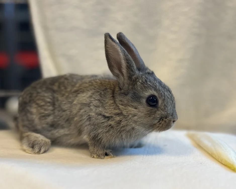 BOUTON DOR, male Mixed Breed for adoption at SPA Sarreguemines, Sarreguemines