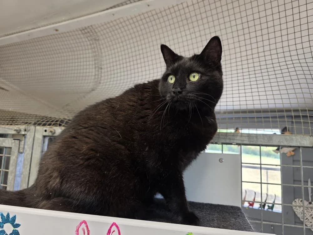 BAGHEERA, male senior Mixed Breed for adoption at SPA Sarreguemines, Sarreguemines