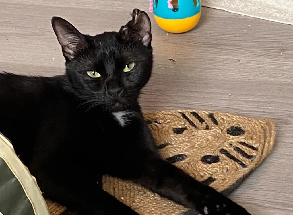 ELI chez Alexandra, female Mixed Breed for adoption at SPA Sarreguemines, Sarreguemines