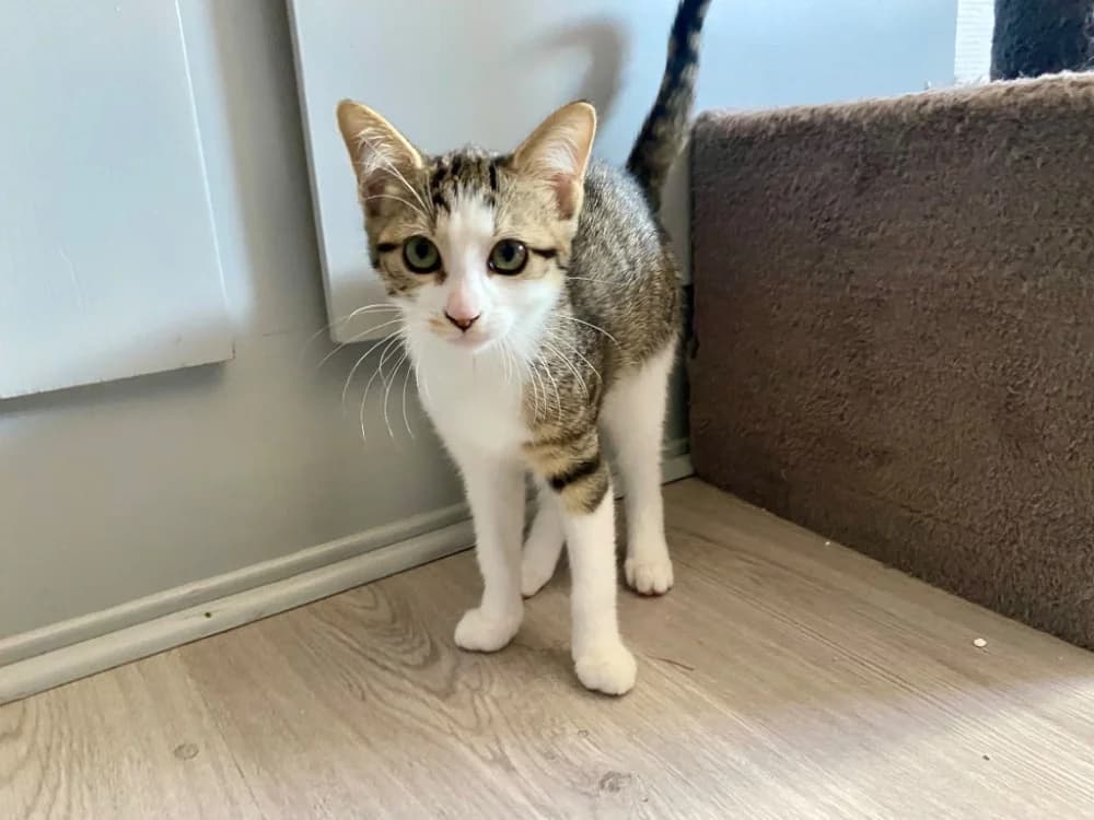 MAIKI chez Alexandra, female Mixed Breed for adoption at SPA Sarreguemines, Sarreguemines