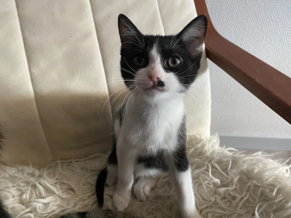 Cloche chez Alexandra, female Mixed Breed for adoption at SPA Sarreguemines, Sarreguemines