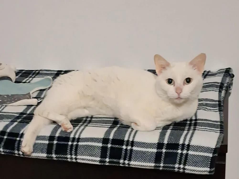 MIMICE chez Solenne, female 5yo Mixed Breed for adoption at SPA Sarreguemines, Sarreguemines