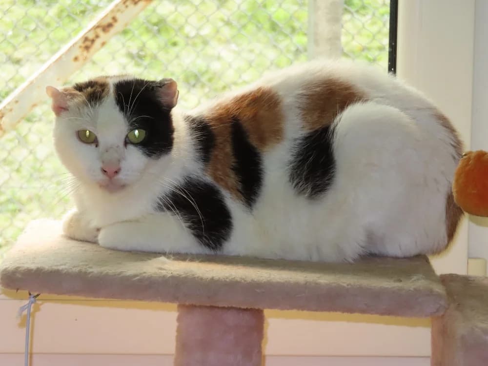 ALOHA, female 6yo Mixed Breed for adoption at SPA Sarreguemines, Sarreguemines