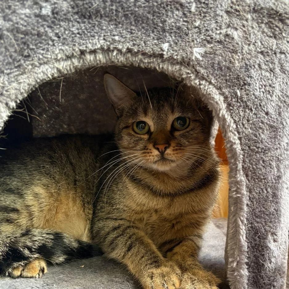 AIKA, female 4yo Mixed Breed for adoption at SPA de Saverne