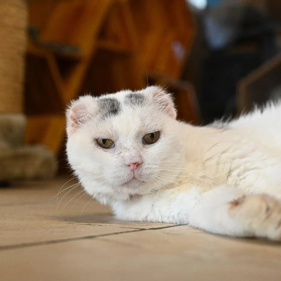 AMADEUS, male 7yo Mixed Breed for adoption at SPA de Saverne