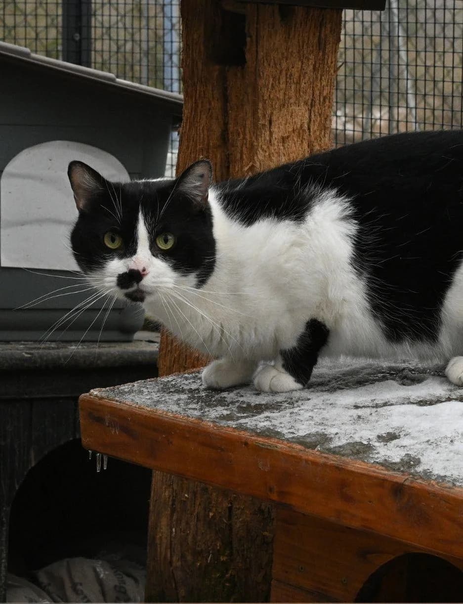 ARCANE, male 6yo Mixed Breed for adoption at SPA de Saverne
