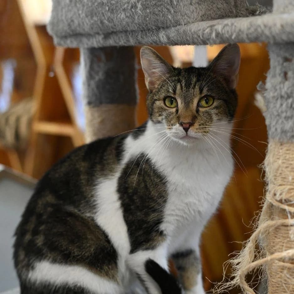 AXEL, male young Mixed Breed for adoption at SPA de Saverne