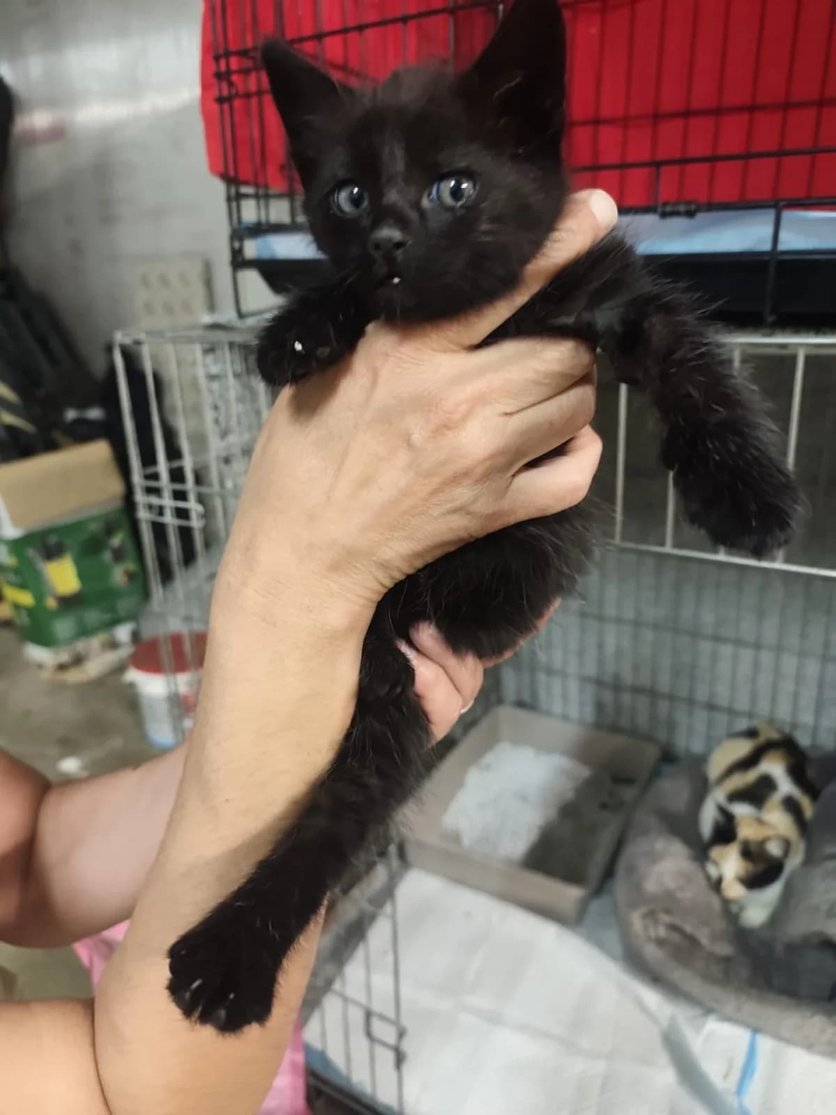 BANJO, male puppy Mixed Breed for adoption at SPA de Saverne