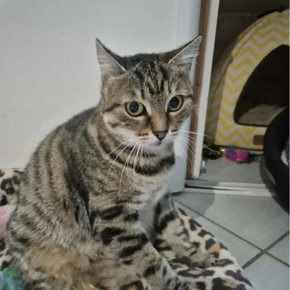 CALI, male 3yo Mixed Breed for adoption at SPA de Saverne