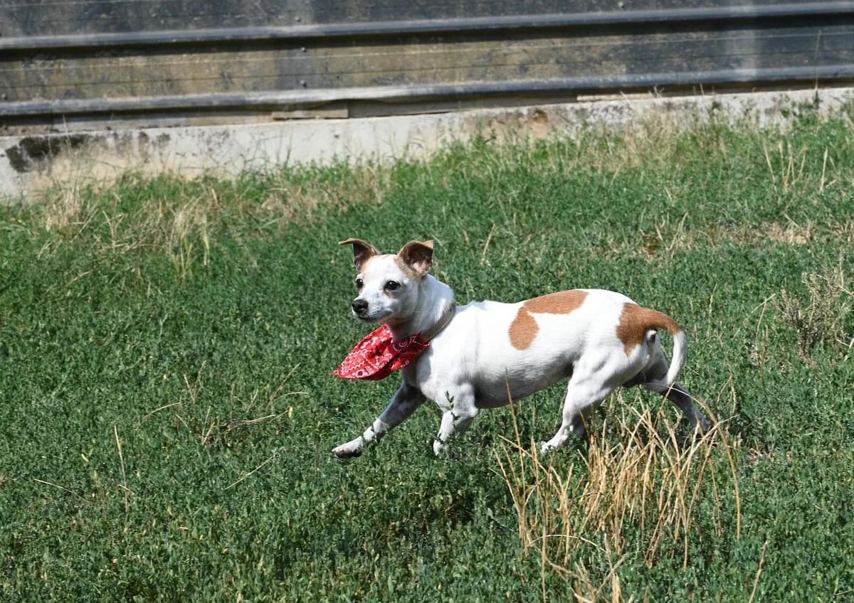 DORITO, male young Mixed Breed for adoption at SPA de Saverne