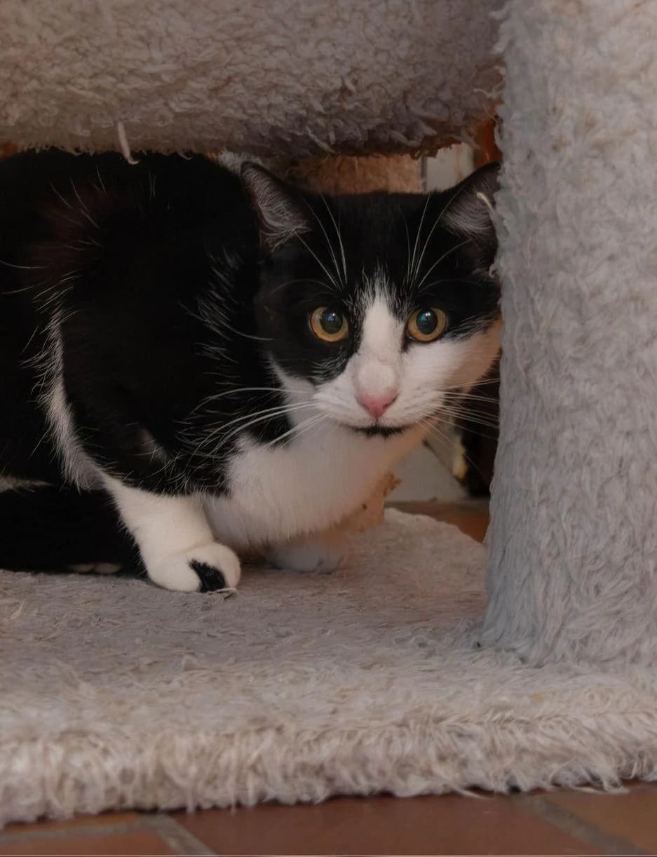 EMY, female 5yo Mixed Breed for adoption at SPA de Saverne