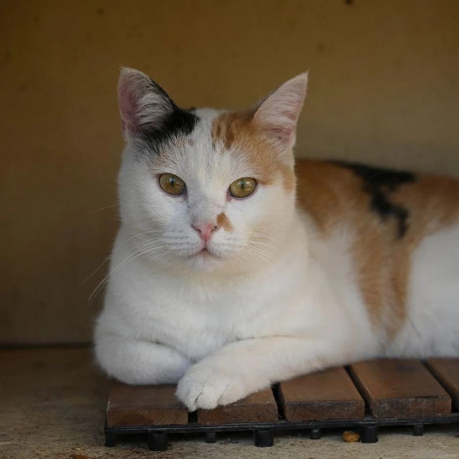 GAIA, female 3yo Mixed Breed for adoption at SPA de Saverne