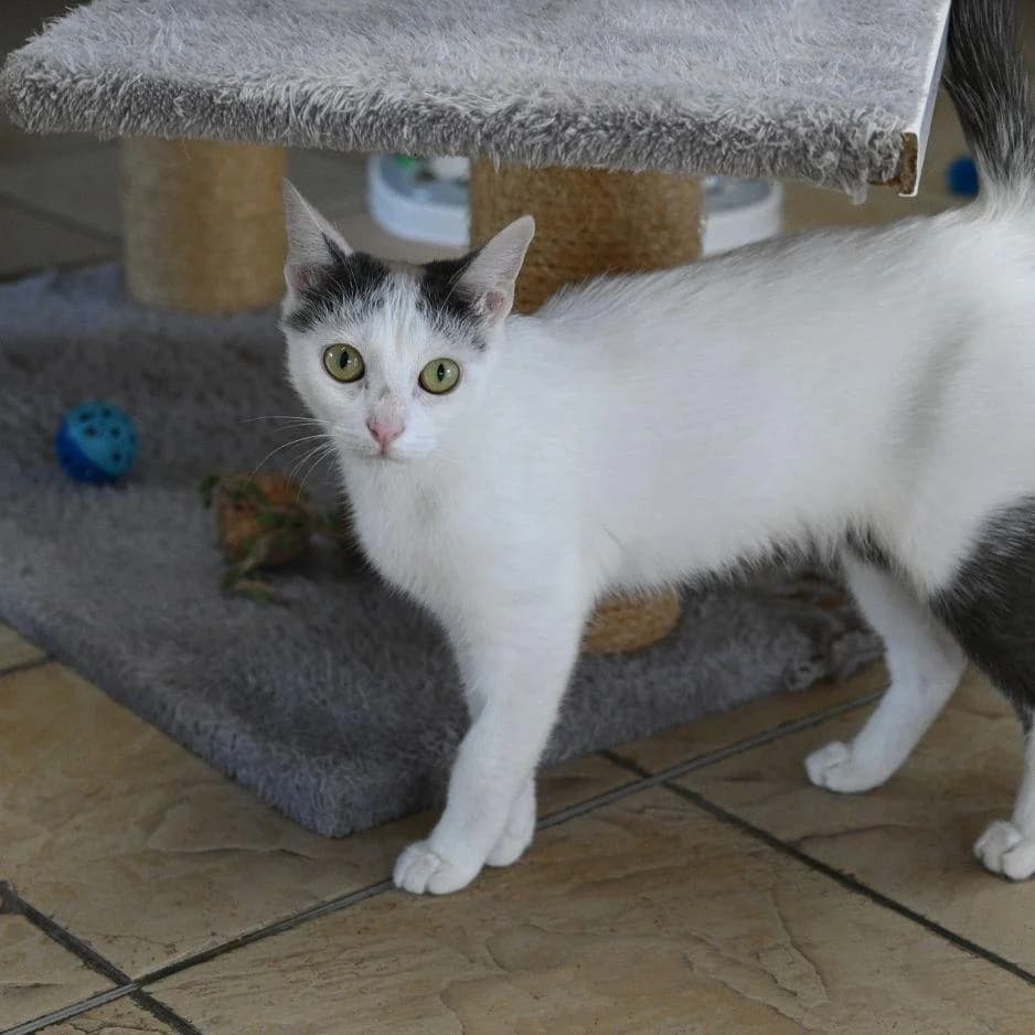 HISTOIRE ET DESCRIPTION, female young Mixed Breed for adoption at SPA de Saverne