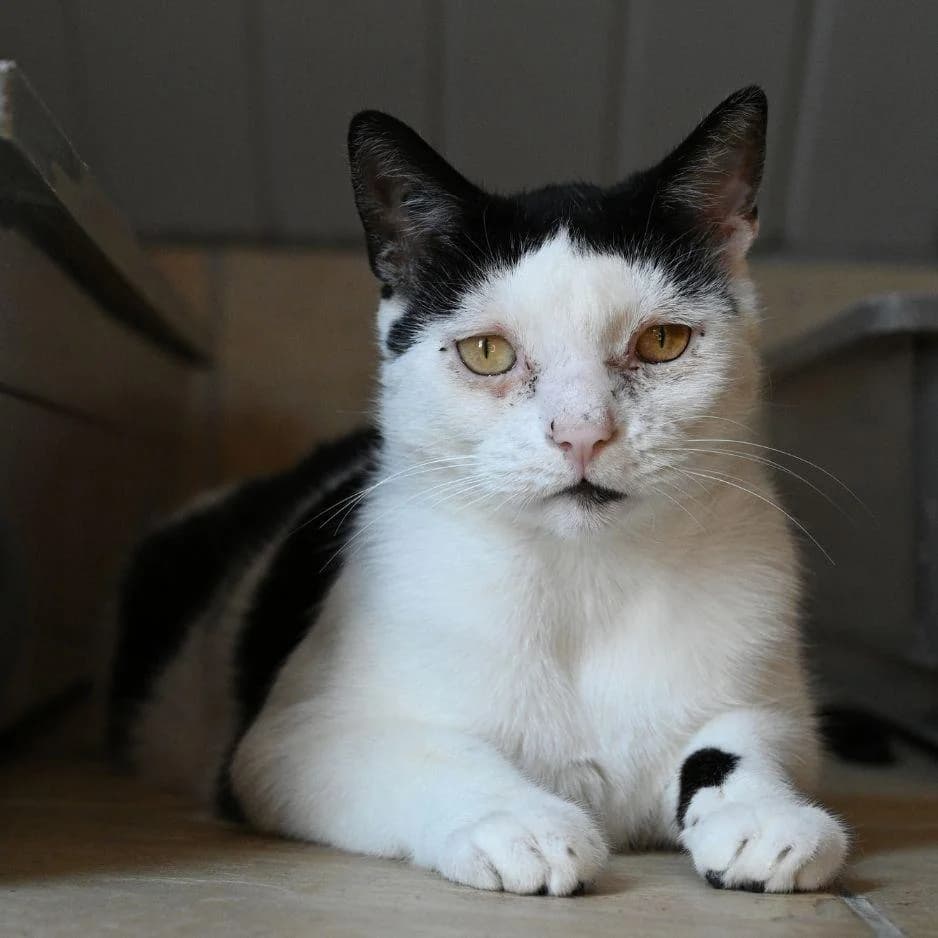 LIACOE, female 3yo Mixed Breed for adoption at SPA de Saverne
