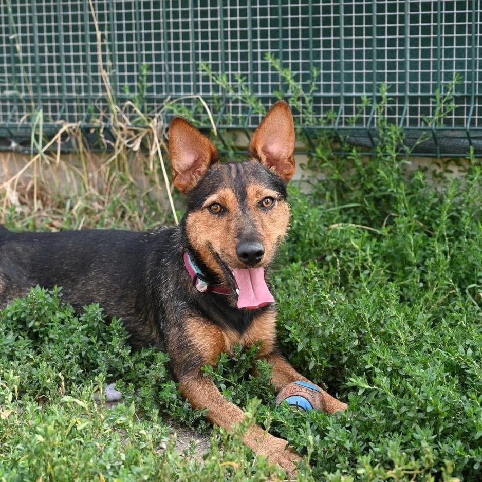 NIHRO, male young Mixed Breed for adoption at SPA de Saverne