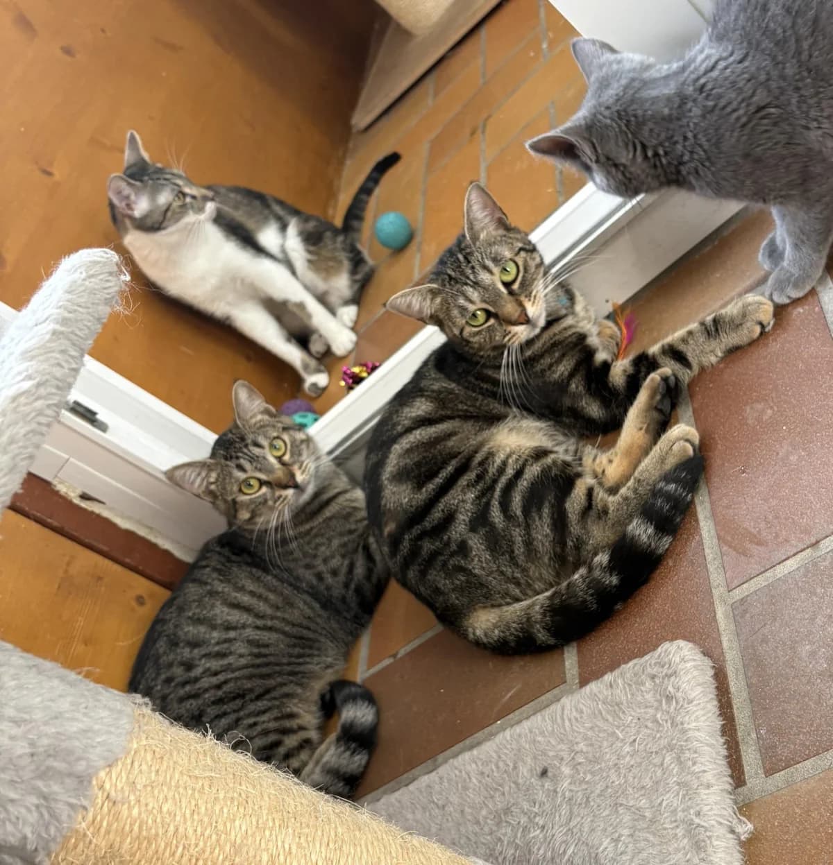 OLYA, female young Mixed Breed for adoption at SPA de Saverne