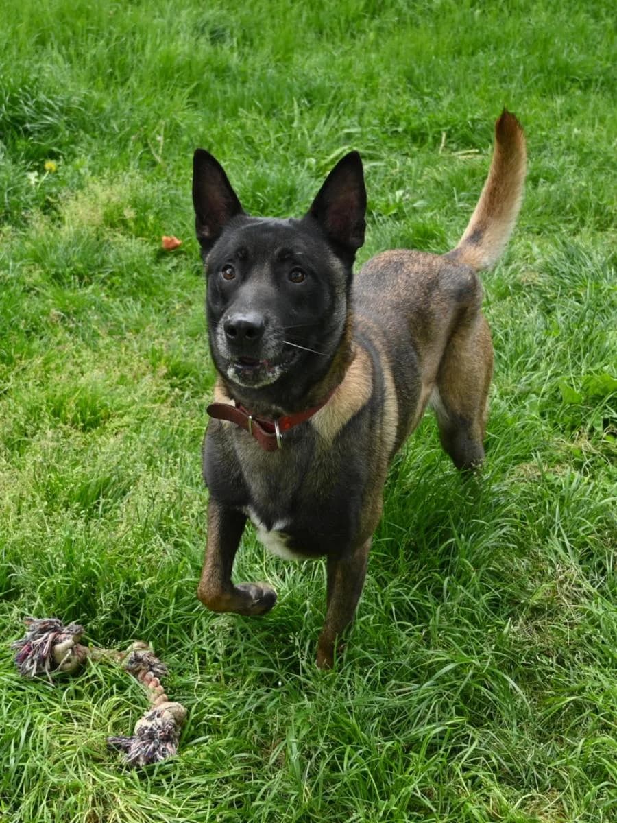 PAXTON, male 7yo Mixed Breed for adoption at SPA de Saverne